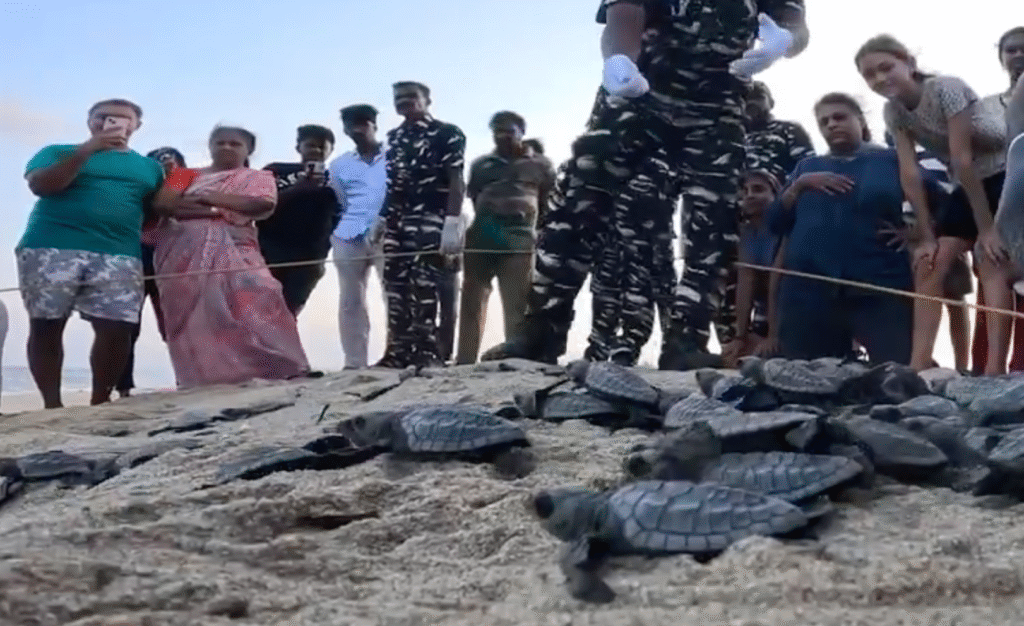 Operation Olivia: ICG protects Over 6.98 Lakh Olive Ridley Turtles Along Odisha Coastline